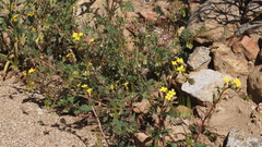 Camissoniopsis ignota