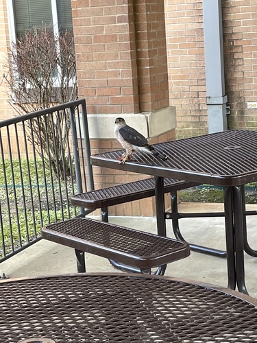 Cooper's Hawk photographed in Arkansas