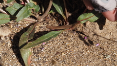Camissoniopsis ignota