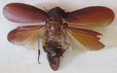 Megaloblatta blaberoides