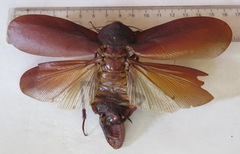 Megaloblatta blaberoides