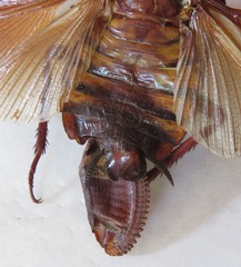 Megaloblatta blaberoides