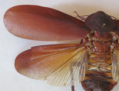 Megaloblatta blaberoides