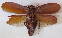 Megaloblatta blaberoides