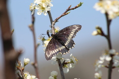 Battus polydamas psittacus