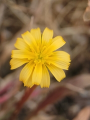Microseris bigelovii