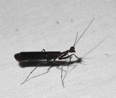 Thrinaconyx