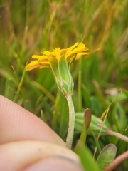 Microseris bigelovii