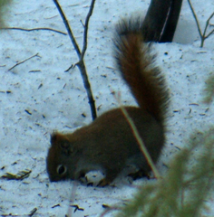 Tamiasciurus hudsonicus