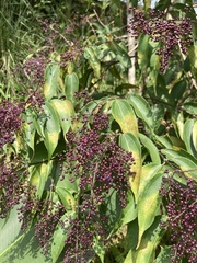Miconia minutiflora