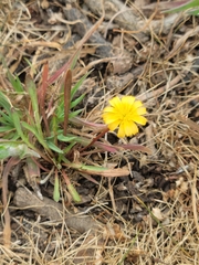 Microseris bigelovii