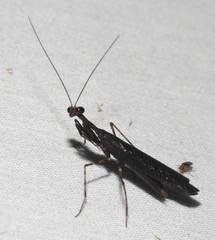 Thrinaconyx
