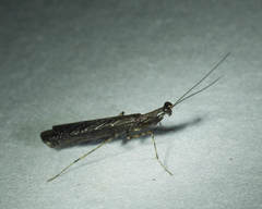 Thrinaconyx