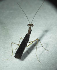 Thrinaconyx