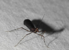 Thrinaconyx