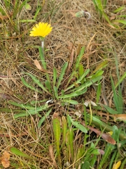 Microseris bigelovii