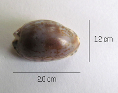 Pseudozonaria arabicula