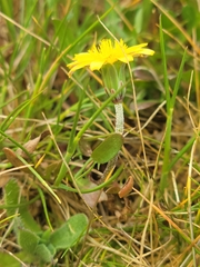 Microseris bigelovii