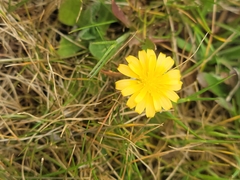 Microseris bigelovii