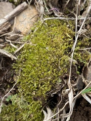 Weissia brachycarpa