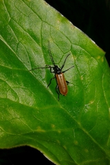 Cantharis palliata