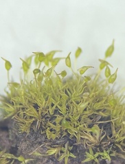 Weissia brachycarpa