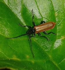Cantharis palliata