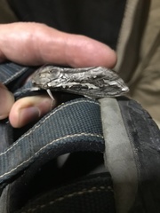 Abantiades atripalpis