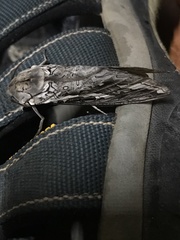 Abantiades atripalpis