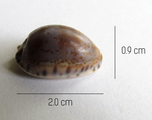 little Arabian cowrie