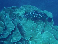 Epinephelus coeruleopunctatus