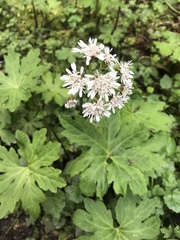 Petasites frigidus palmatus