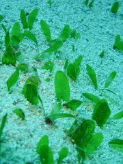 Halophila