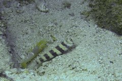 Amblyeleotris wheeleri