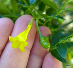 Chrysojasminum humile