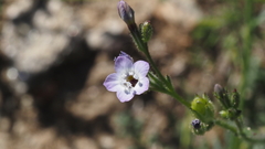 Gilia diegensis