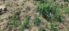Gilia diegensis