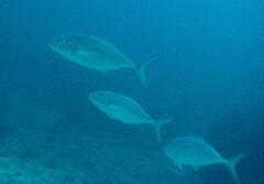 Pseudocaranx dentex
