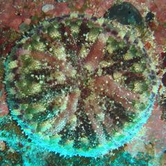 Stichodactyla tapetum