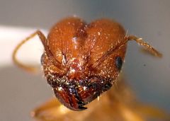 Pheidole desertorum