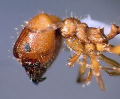 Pheidole desertorum