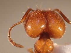 Pheidole desertorum