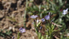 Gilia diegensis