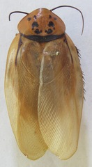 Eublaberus distanti