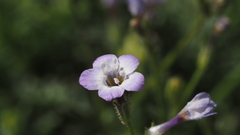 Gilia diegensis