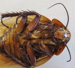 Eublaberus distanti
