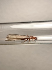 Zootermopsis nevadensis
