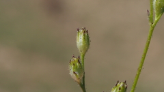 Gilia diegensis