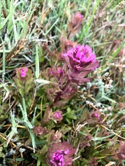 Castilleja ambigua humboldtiensis