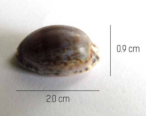 little Arabian cowrie